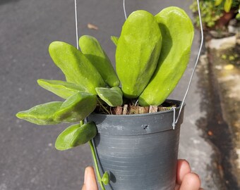 Dischidia Major - Etsy UK