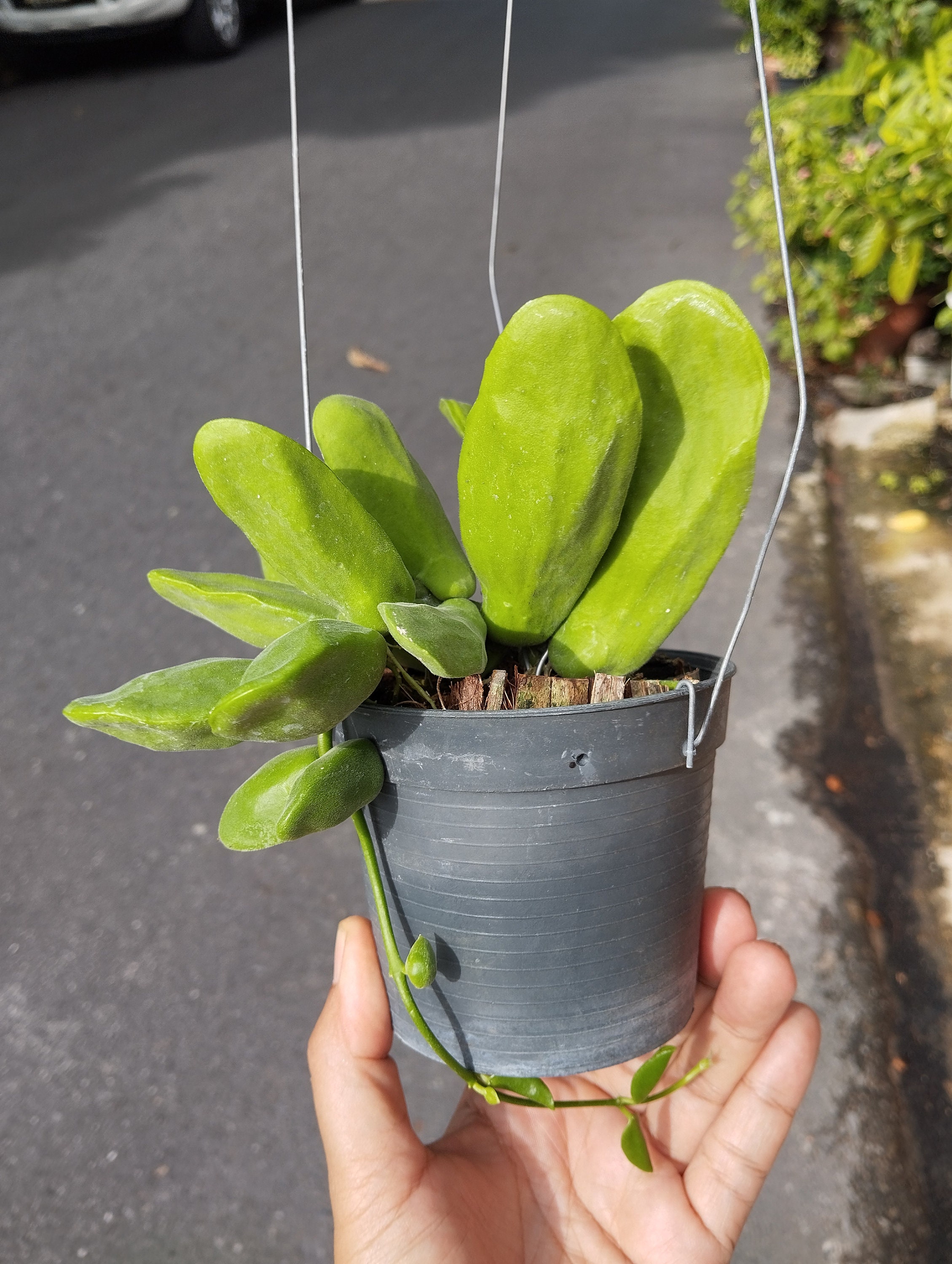 Dischidia Major - Etsy Hong Kong