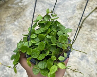 Dischidia Hirsuta