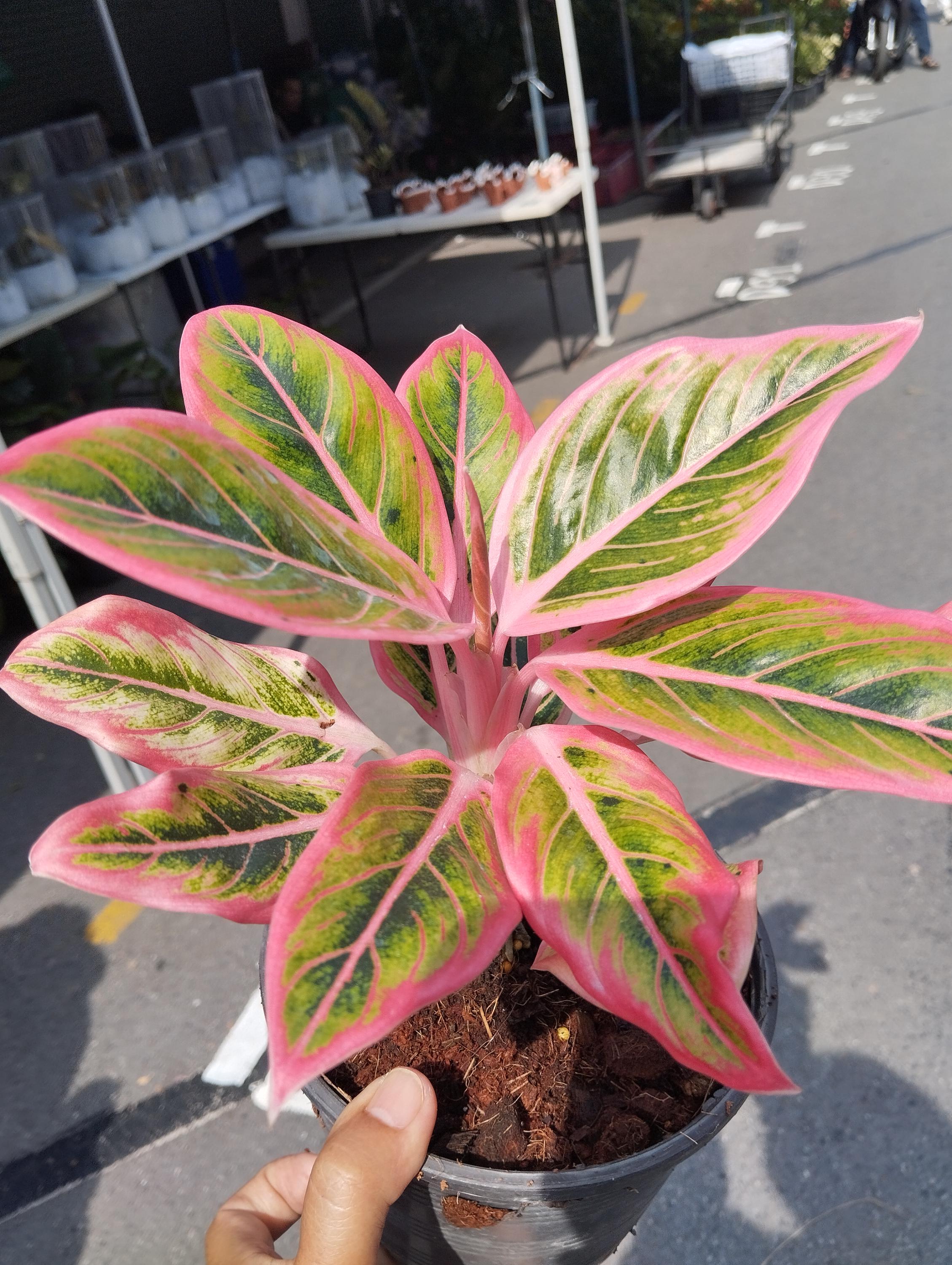 Aglaonema Lotus Delight - Etsy