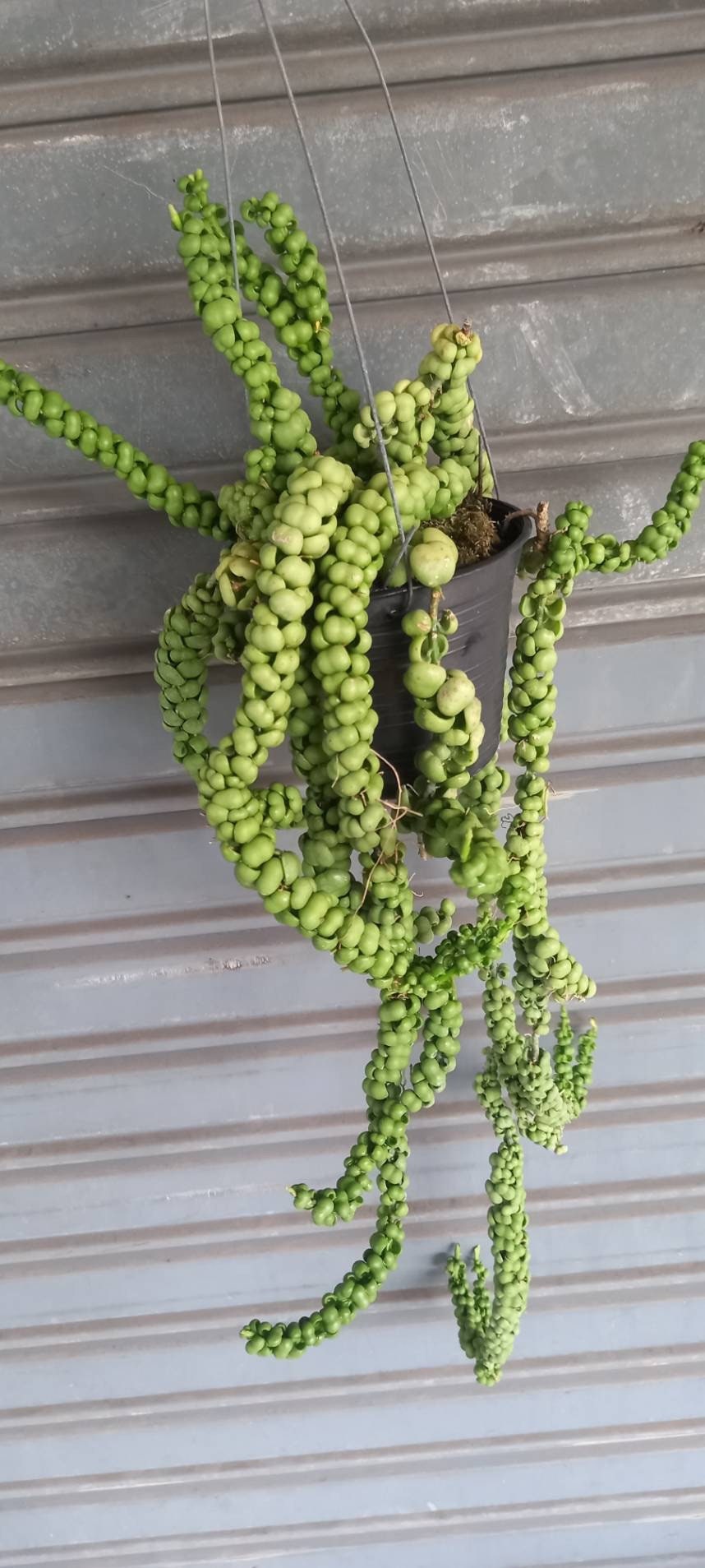 crochet monstera leaf Handcrafted Crochet Monstera deliciosa Crested Bamboo main image 0