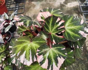 il_340x270.7432133956_hqnc.jpg