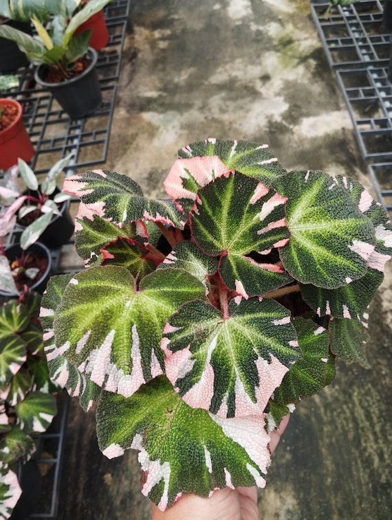 Begonia Soli Mutata Variegated - Etsy
