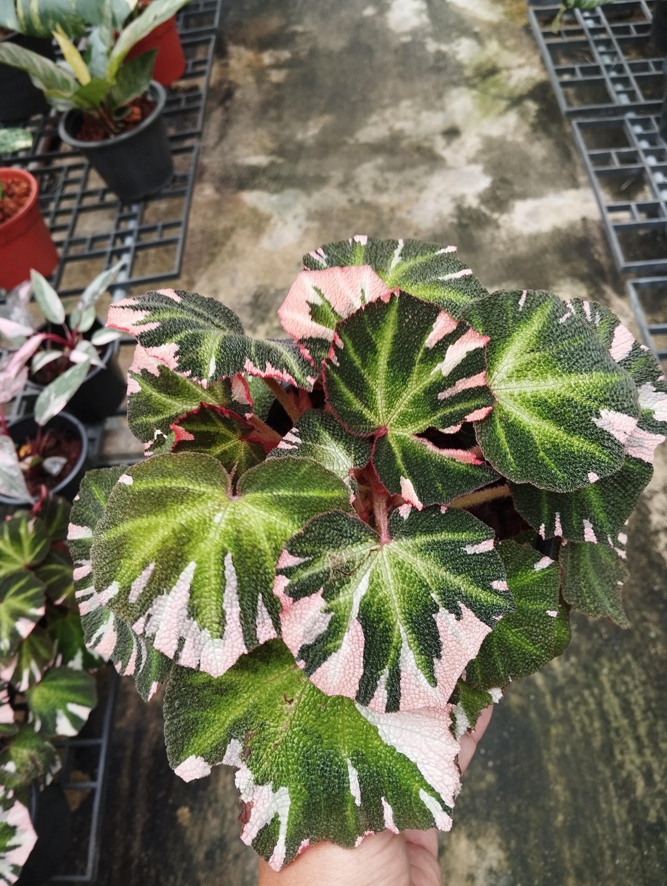 Begonia Soli Mutata Variegated - Etsy
