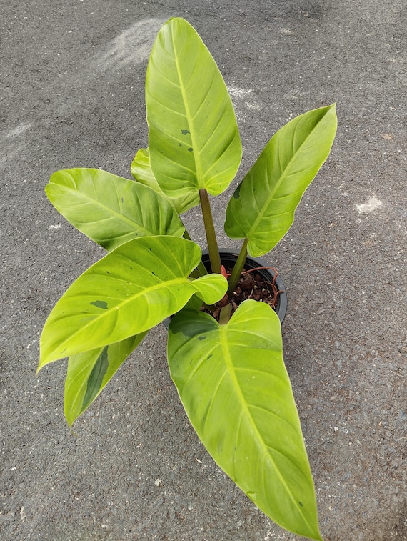 Philodendron Ruaysap Marble Variegated - Etsy