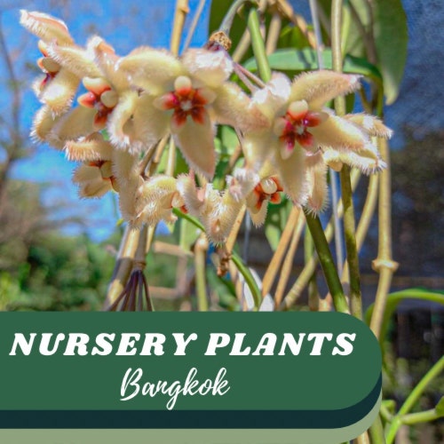 ベゴニア スノーキャップ 斑入り - Nurseryplants による制作 ベゴニア スノーキャップ 斑入り - Nurseryplants による制作