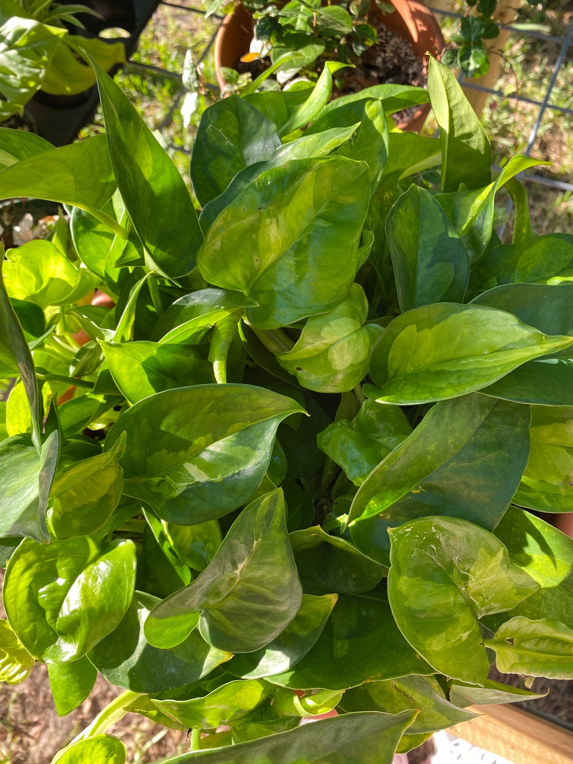Global Green Pothos Cuttings Etsy