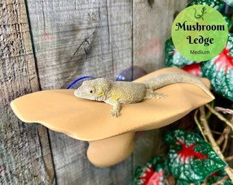 Mushroom Ledge (Medium) - Reptile Decor - Laguna Reptiles