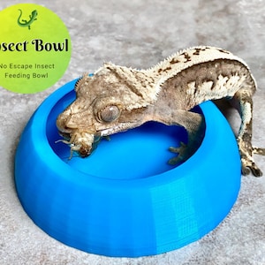 Gecko Insect Feeder Dish - Live Insect Feeding Bowl For Small Dubia Roaches  - Laguna Reptiles