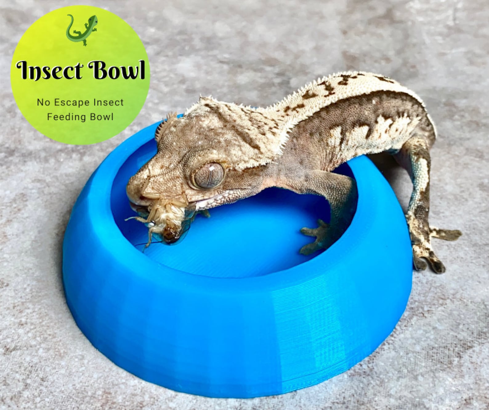 Gecko Insect Feeder Dish No Escape Bowl for Dubia Roaches & Etsy