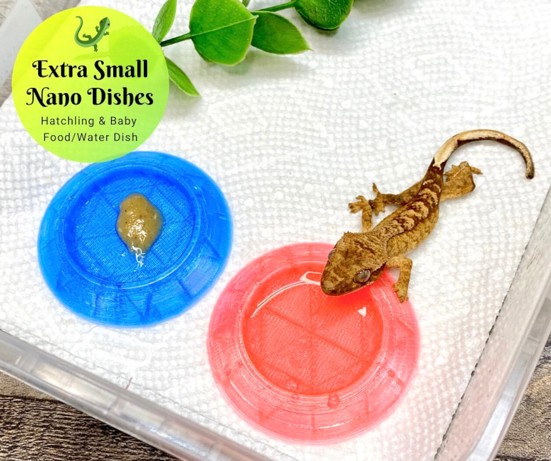 Extra Small Nano Reptile Food and Water Reptile Dish Hatchling & Baby