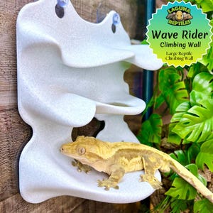 Wave Rider - Reptile Climbing Wall - Laguna Reptiles