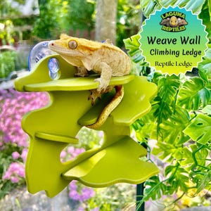 Webwand - Gecko Kletterwand - Laguna Reptilien
