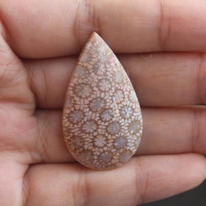 Fossil coral cabochon