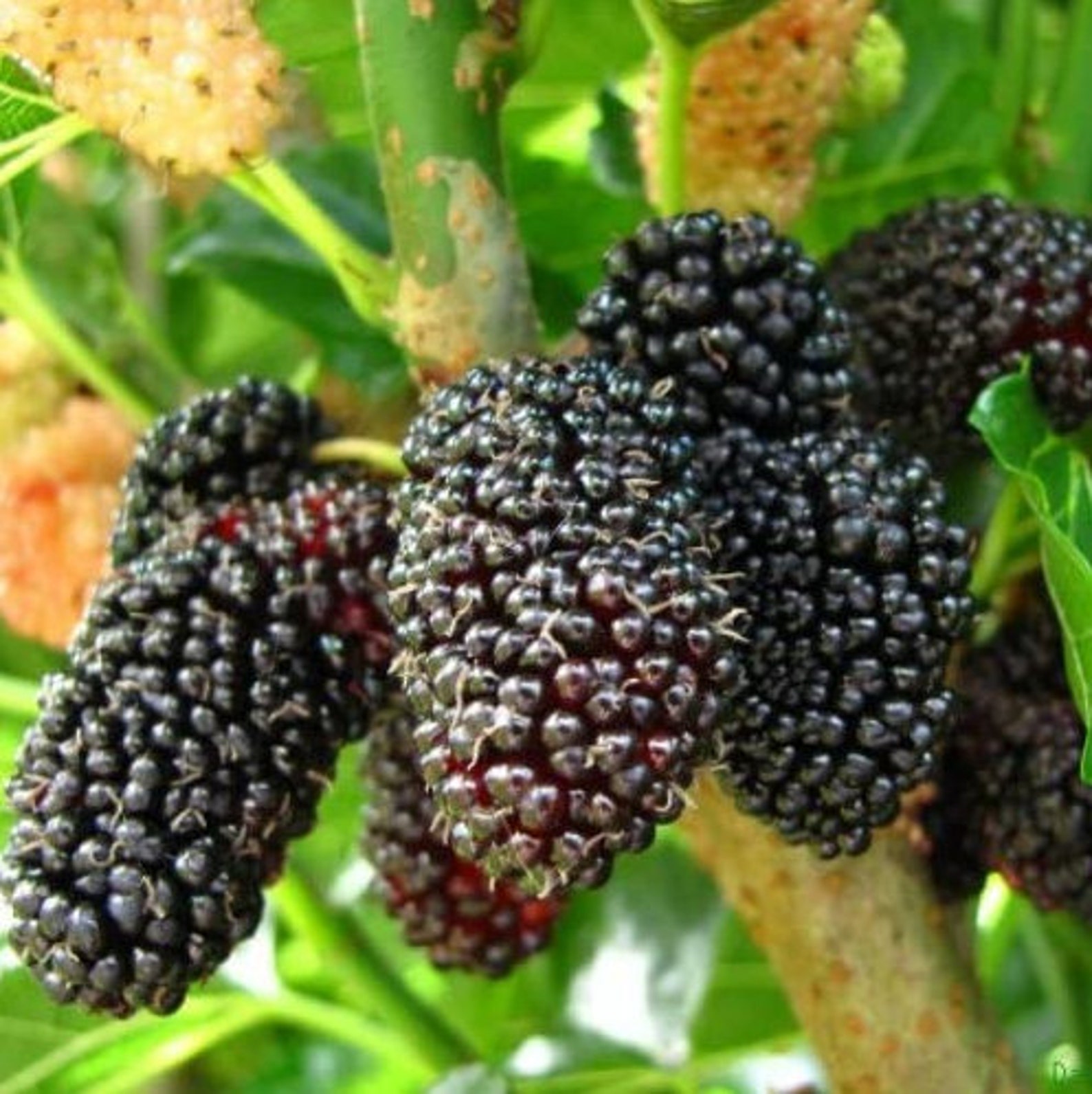 Malberrybush - nyuz7b5