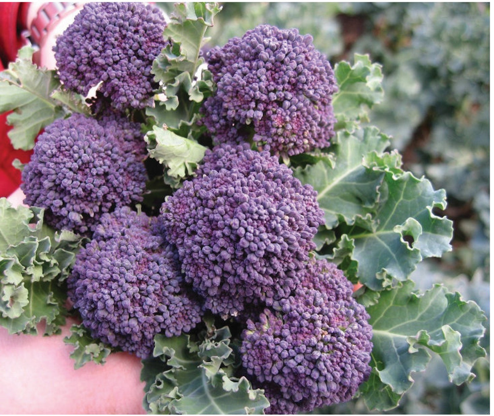 Planta de brócoli Romanesco Calabrese Brócoli de brote Etsy España