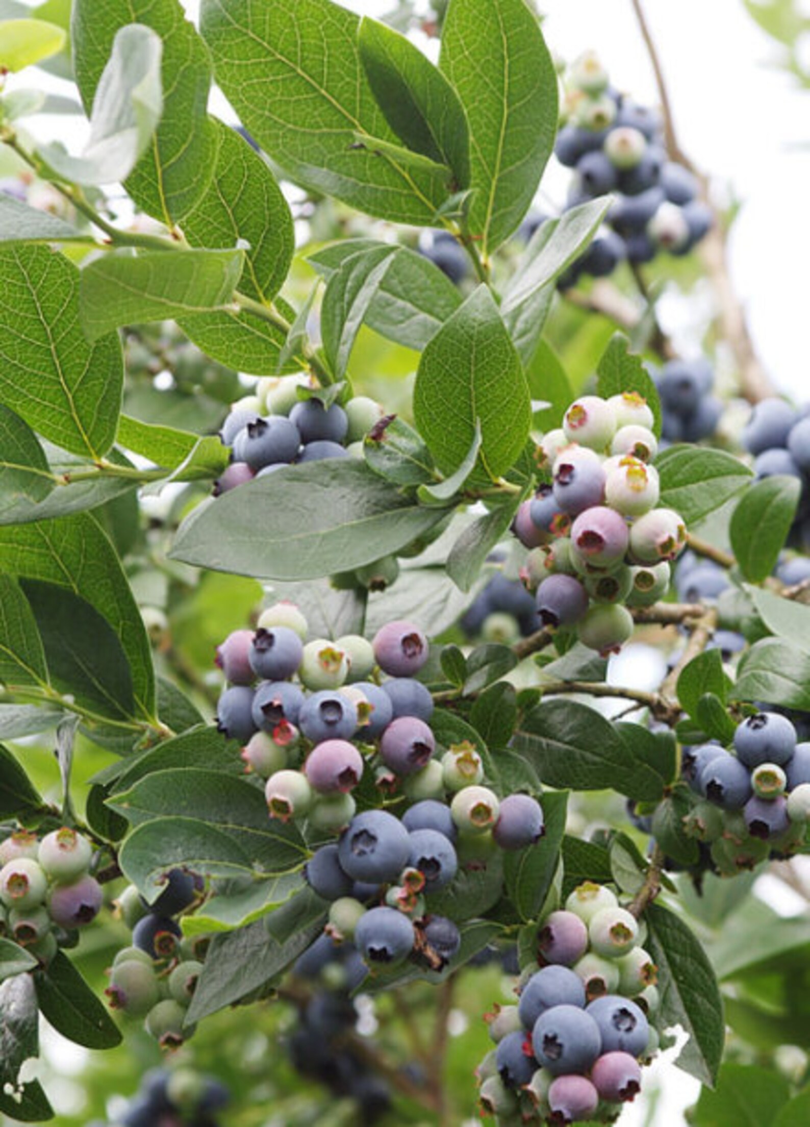 TOP HAT Blueberry Starter Plant 46 Inches Etsy