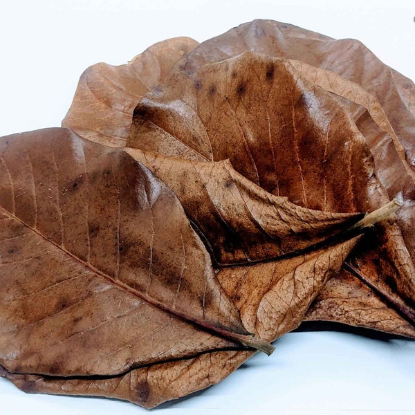 100+  Cattapa Leaves, Tropical Almond Leaves,100% Organic | Ceylon Organic