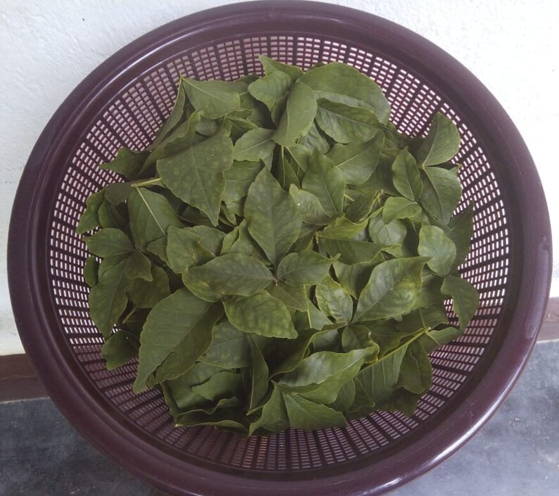 300 Bel Leaves,bael Leaves, Dried Bael Leaves, Half Sundried Bael