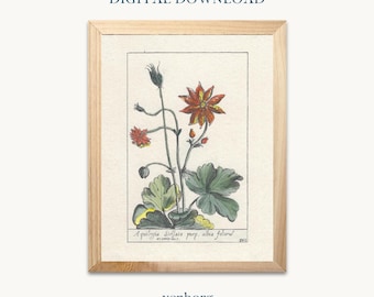 Columbine Aquilegia Botanical Print | Vintage Illustration (Digital Download)