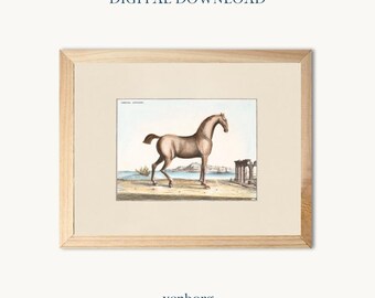 Vintage Horse Illustration Print | Antique Equestrian Art (Digital Download)