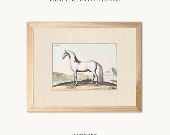 Vintage Arabian Horse Print – French Illustration (Digital Download)
