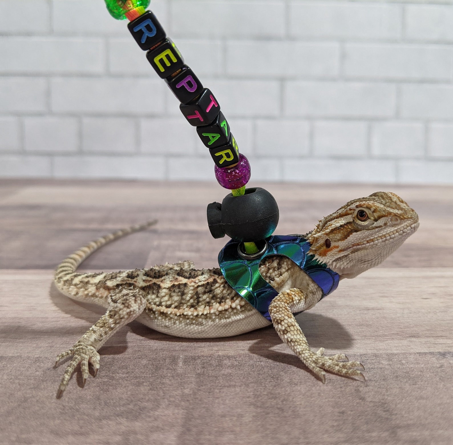Bearded dragon walking harness sale