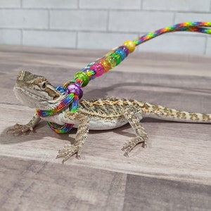May include: A small lizard wearing a colorful beaded leash. The lizard is brown and gray with a spiky back. The leash is made of rainbow-colored rope with small, colorful beads.