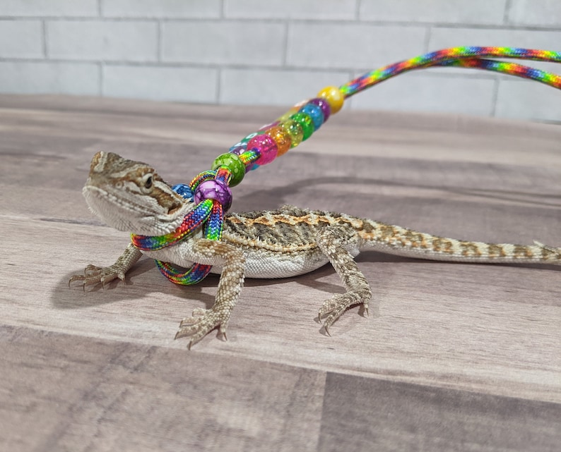 May include: A small lizard wearing a colorful beaded leash. The lizard is brown and gray with a spiky back. The leash is made of rainbow-colored rope with small, colorful beads.