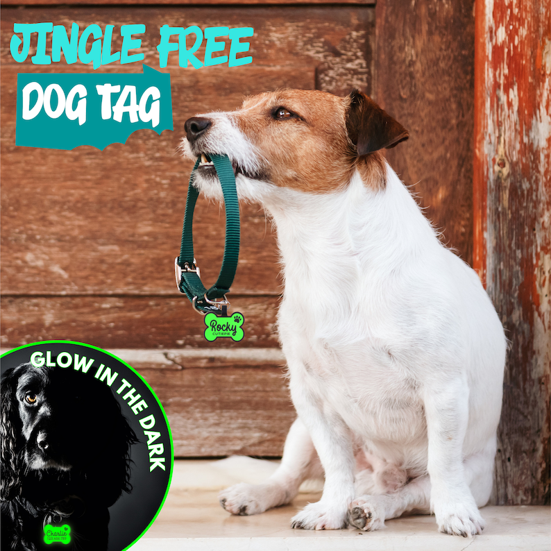 May include: A small white and brown dog wearing a green collar with a bone-shaped tag that reads "Rocky Cutters" and glows in the dark. The tag is attached to a green collar. The dog is sitting on a wooden surface. The text "Jingle Free Dog Tag" is in the top left corner of the image. The text "Glow in the Dark" is in a circle in the bottom left corner of the image.
