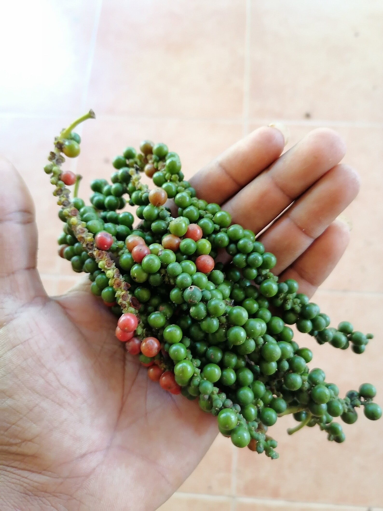 Pure Ceylon Black Pepper From Sri Lanka Etsy