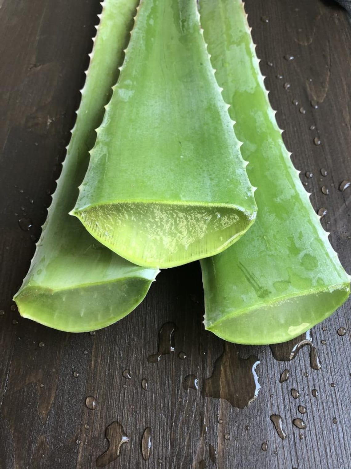 Where Can I Buy Aloe Vera Leaf Aloe Vera Large Leaf Plants Naturally Grown Wild. | Etsy