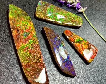 天然カナダ産アンモライト標本 希少な有機宝石化石 - Etsy 日本