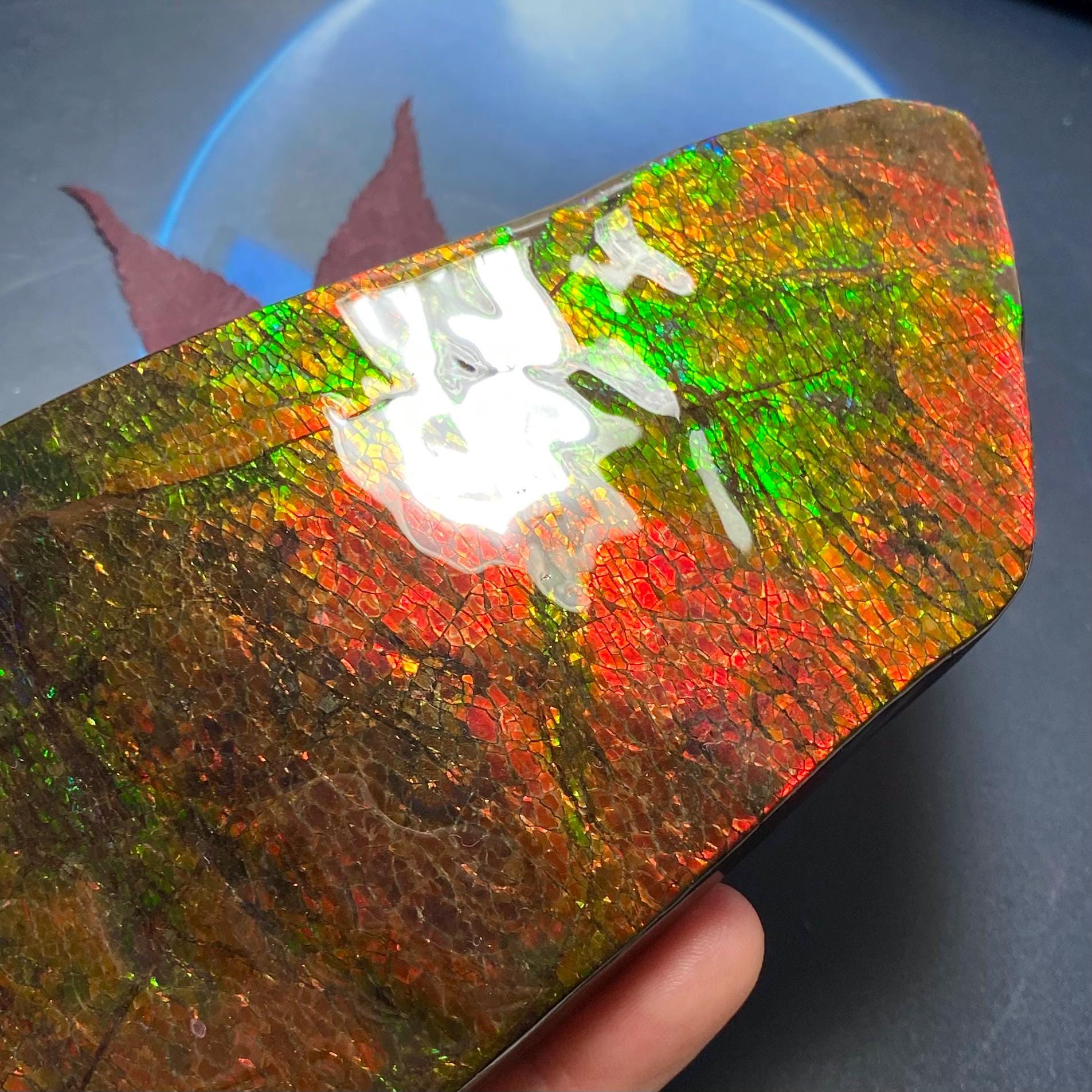 カナダ産アンモナイト アンモライト フリーフォーム標本 ドラゴン