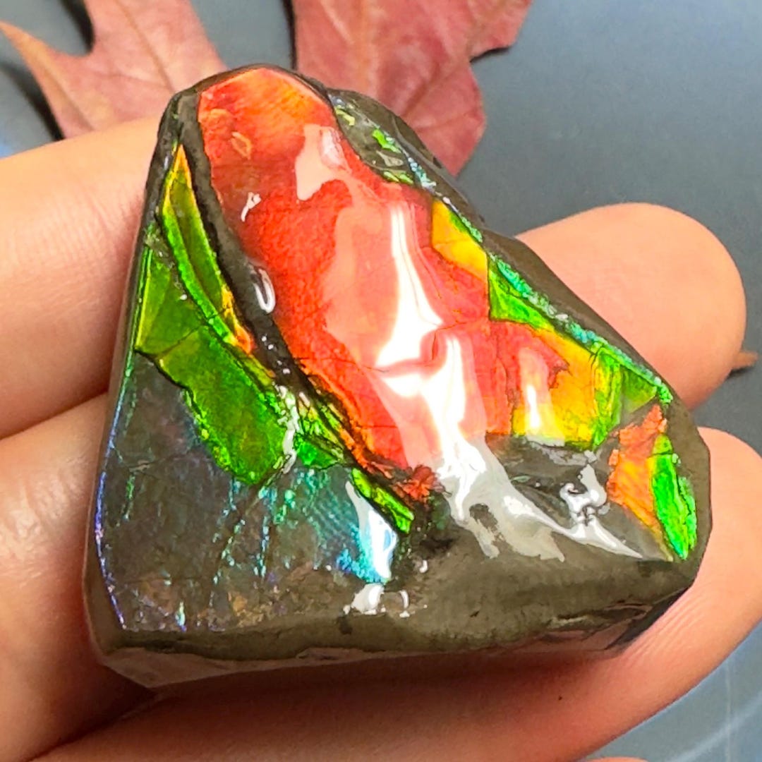 カナダ産アンモナイト自由形標本 35X34X15 mm 31 グラム #3018-46