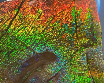 Natural Canadian Ammolite Gemstone Fossil Freeform  Dragon Skin Multiple Options
