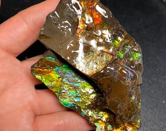 May include: A piece of iridescent ammolite, a fossilized shell, with a brown, black, and green color scheme. The ammolite has a layered, iridescent surface that reflects light in a variety of colors.