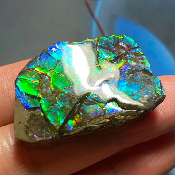 カナダ産アンモナイト自由形標本 37 x 25 MM #3019-1 - Etsy 日本