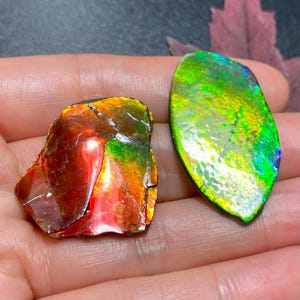 カナダ産アンモナイト アンモライト フリーフォーム標本 ドラゴン