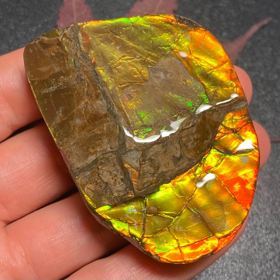 天然カナダ産アンモナイトフリーフォーム宝石標本 65X46X15 mm 73