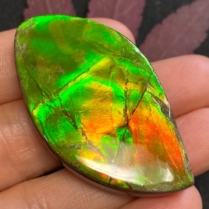 Natural Canadian Ammonite Freeform Gemstone 50X29X7 MM #2868-10