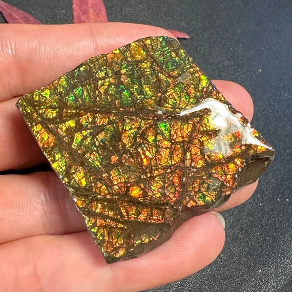 本物の天然カナダ産アンモナイト化石アンモライト宝石 57X51X10