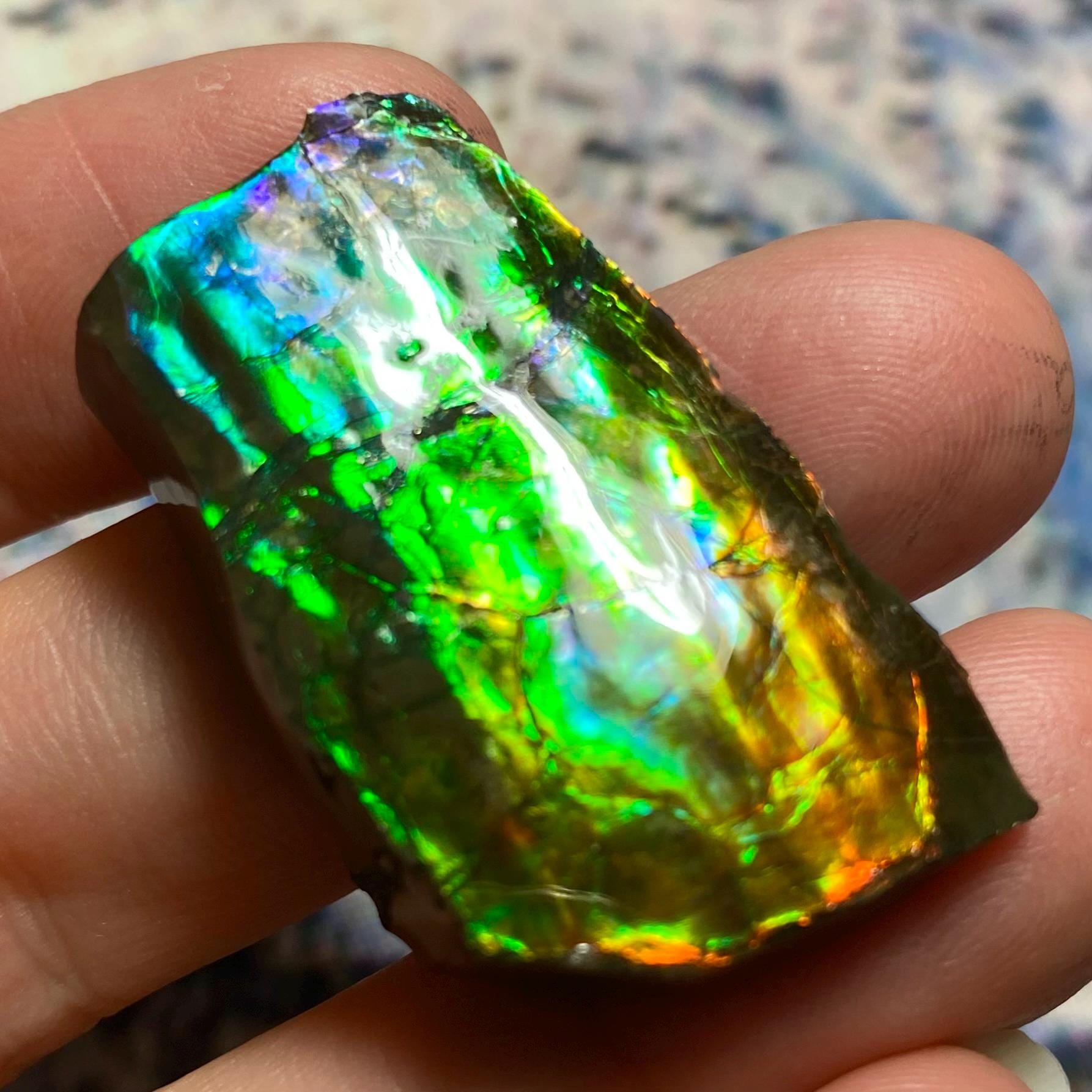 本物の宝石 カナダ産 アンモライト化石 - ポジティブなエネルギーと