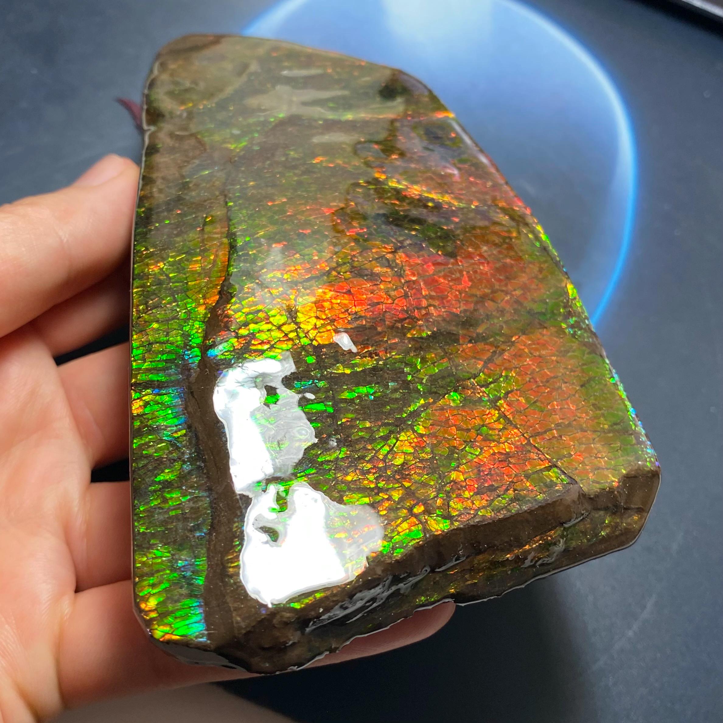 カナダ産アンモナイト アンモライト フリーフォーム標本 ドラゴン