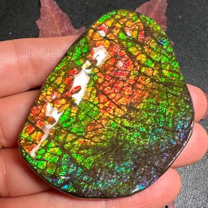 カナダ産アンモナイト アンモライト フリーフォーム標本 ドラゴン