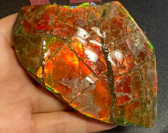 カナダ産アンモライト標本 - Etsy 日本