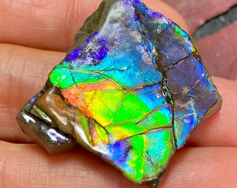 Natural Canadian Ammolite Rough Gemstone Blue Green Flash Fossil Alberta #3036-45