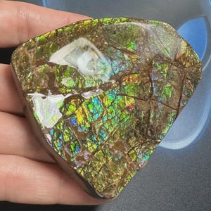 May include: A polished, iridescent ammolite gemstone. The surface displays a mosaic of colors including green, blue, yellow, and red, with brown matrix lines. The gemstone is held in a hand, showcasing its natural beauty and unique patterns.