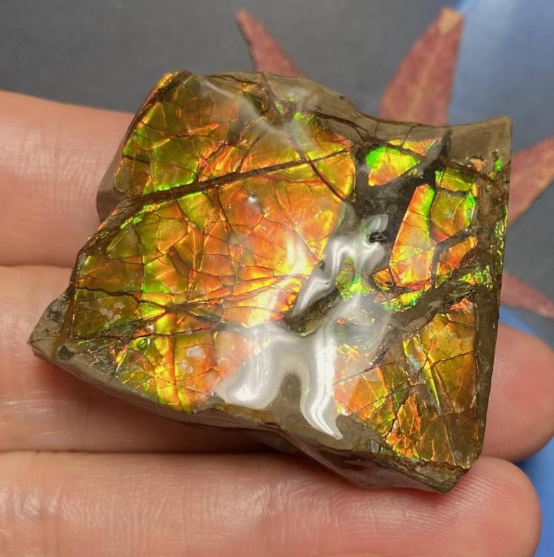 Canadian Ammolite Specimen Rainbow Ammolite Rough Loose Gemstone canadian-ammolite-specimen-rainbow-ammolite-rough-loose-gemstone