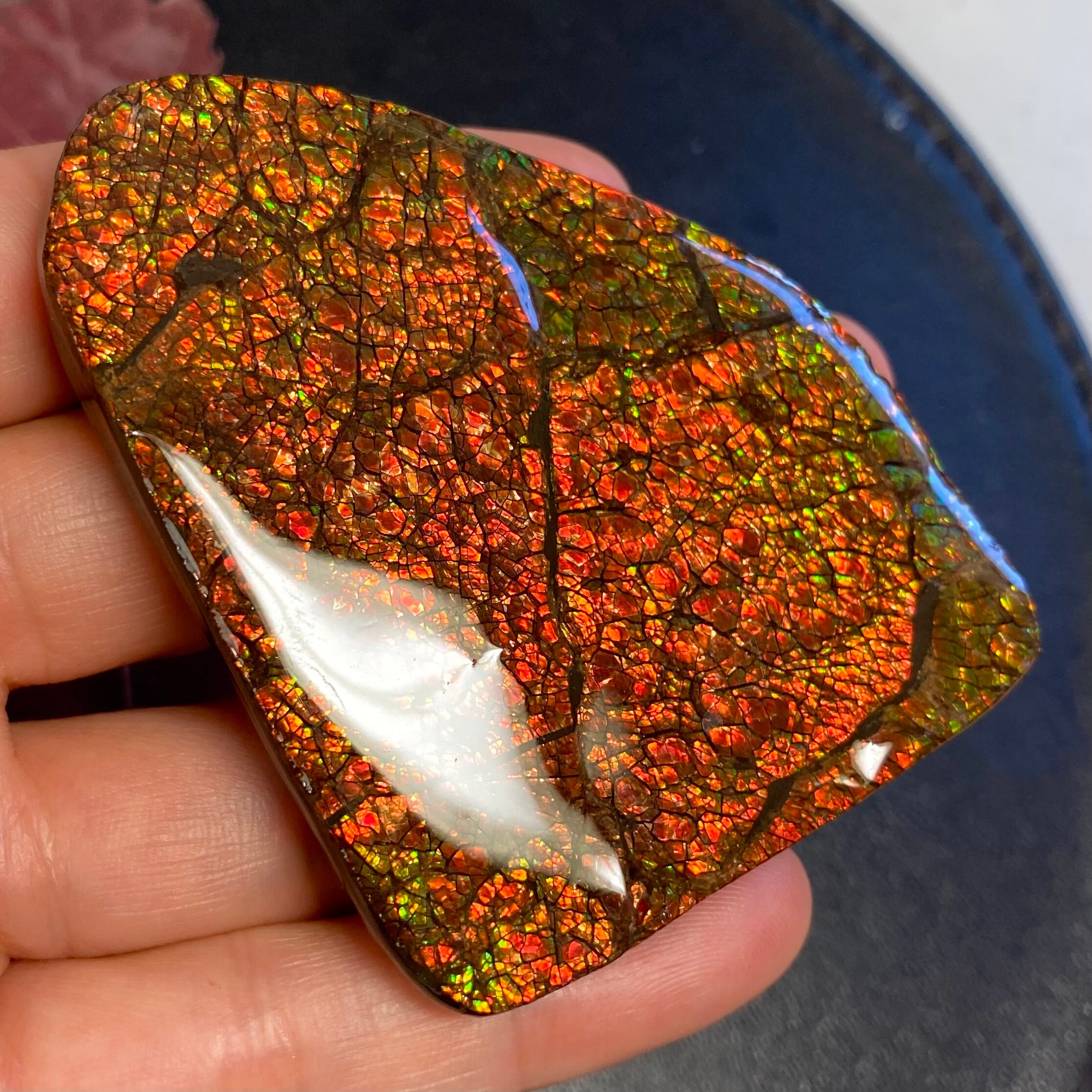 Natural Canadian Ammonite Freeform Gemstone 43X32 MM #2835-12